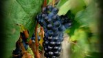 La calidad de Vinos Belezos parte de una materia prima de elevada calidad