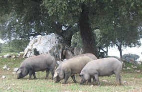 Jamón ibérico de Carrasco