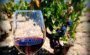 vino Belezos