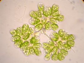 algas microscópicas
