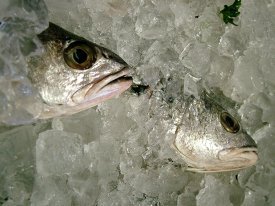 Dos piezas de pescado sin etiquetar