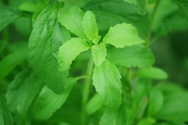 Hojas de stevia en planta