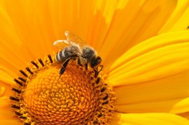 Infusiones contra el polen