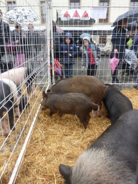 Feria del cerdo
