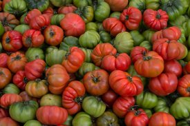 Raf, tomate resistente al hongo