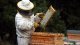 Un apicultor, recolectando miel