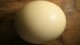 Un huevo de avestruz