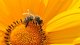 Infusiones contra el polen