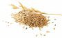 Granos de avena