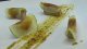 Foie con manzana caramelizada