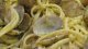 Pasta con almejas