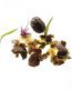 Nueces
